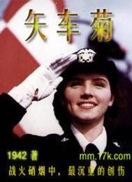 矢车菊